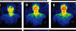 human bioluminescence japanese study images