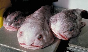 Blob fish