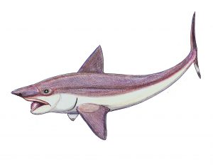 Helicoprion illustration